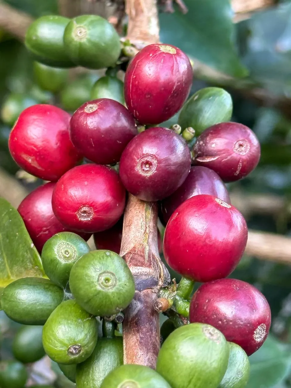 Cerezas listas para la recolección