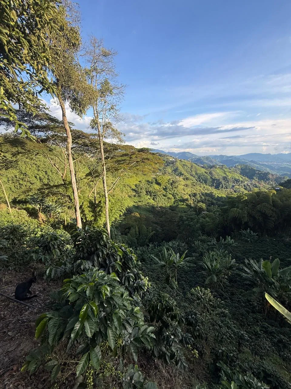El cafetal · Morrogacho