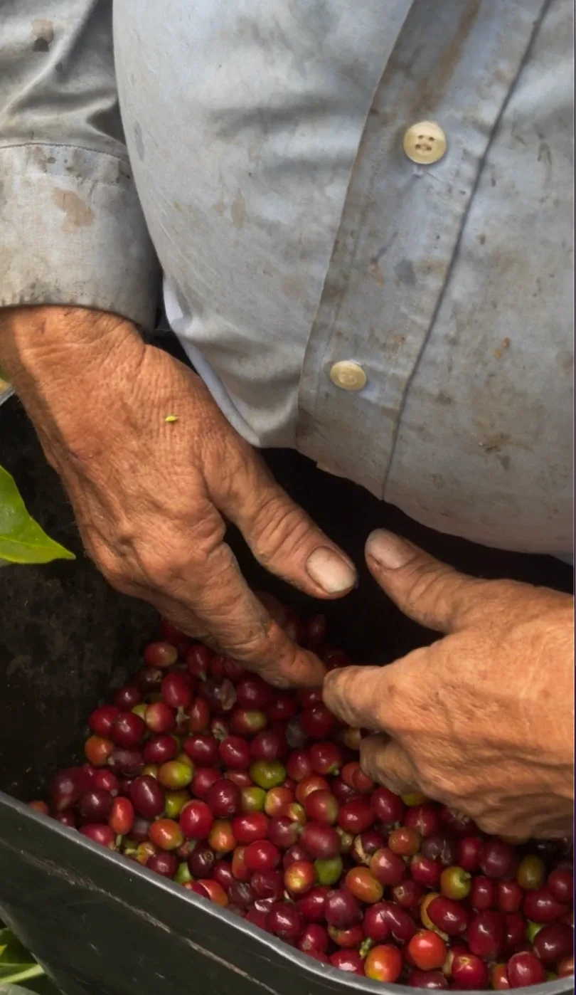 Manos seleccionando cerezas de café maduras, una por una
